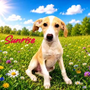 Sunrise, Mixed Breed (Medium), puppy, available for adoption