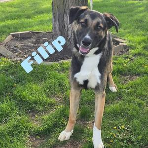 Filip, Mixed Breed (Medium), adult, available for adoption
