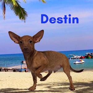 Destin, Mixed Breed (Small), puppy, available for adoption