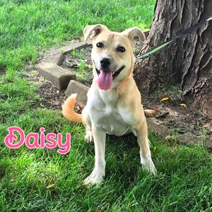 Daisy, Mixed Breed (Medium), puppy, available for adoption