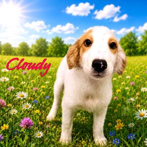 Cloudy, Mixed Breed (Medium), puppy, available for adoption