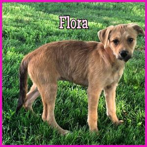 Flora, Mixed Breed (Medium), puppy, available for adoption