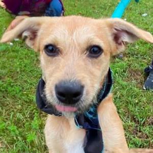 Flora, Mixed Breed (Medium), available for adoption