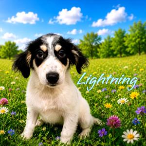 Lightning, Mixed Breed (Medium), puppy, available for adoption