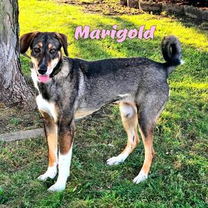 Marigold, Mixed Breed (Medium), adult, available for adoption
