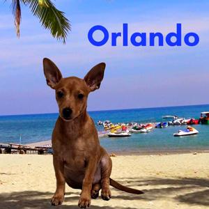 A brown dog sitting on a sandy beach with the ocean and boats in the background. The word "Orlando" is written in blue text at the top of the image.