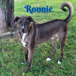 A brown dog with white paws and a white chest standing on grass, with the name "Ronnie" written above its head.