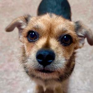 Sparkle, Mixed Breed (Small), adult, available for adoption