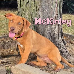 McKinley, Mixed Breed (Medium), available for adoption