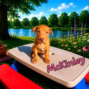 McKinley, Mixed Breed (Medium), puppy, available for adoption