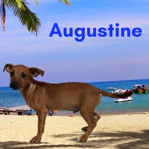 Augustine, Mixed Breed (Small), puppy, available for adoption