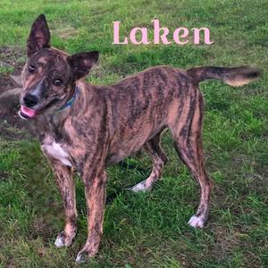 A brindle dog with a blue collar standing on grass, with the name "Laken" written above it.