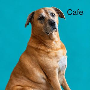 A brown dog sitting against a blue background with the word "Cafe" written in the top right corner.