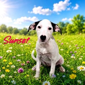 Sunset, Mixed Breed (Medium), puppy, available for adoption