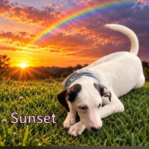 Sunset, Mixed Breed (Medium), puppy, available for adoption