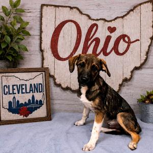 Cleveland, Mixed Breed (Medium), puppy, available for adoption