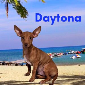 Daytona, Mixed Breed (Small), puppy, available for adoption