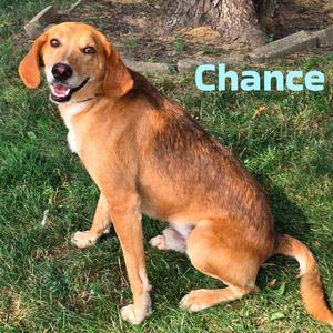 Chance, Mixed Breed (Medium), senior, available for adoption