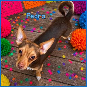 Pedro, Chihuahua, Short Coat, adult, available for adoption
