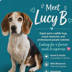 Lucy B, Mixed Breed (Medium), adult, available for adoption