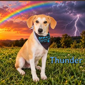 Thunder, Mixed Breed (Medium), puppy, available for adoption