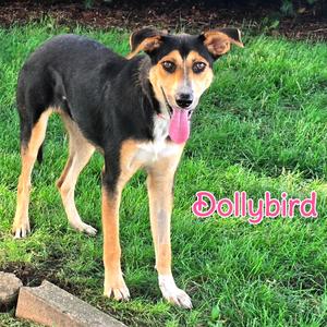 Dollybird, Mixed Breed (Medium), adult, available for adoption