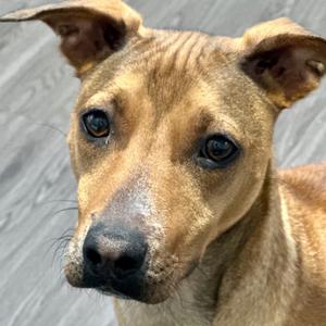 Blondie, Mixed Breed (Medium), adult, available for adoption