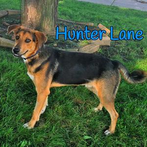 Hunter Lane, Mixed Breed (Medium), adult, available for adoption