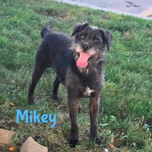 A black dog with a pink tongue sticking out, standing on grass. The name 'Mikey' is written in blue text on the image.