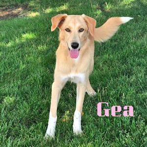 Gea, Mixed Breed (Medium), adult, available for adoption