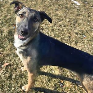 Dajana, Mixed Breed (Medium), adult, available for adoption