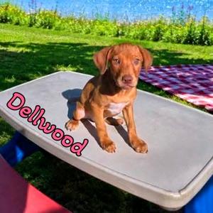 Dellwood, Mixed Breed (Medium), puppy, available for adoption