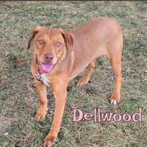 A brown dog standing on grass with its tongue out, wearing a collar with a tag. The name "Dellwood" is written in pink text at the bottom right of the image.