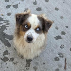 A fluffy dog with blue eyes and brown and white fur, sitting on a concrete surface.
