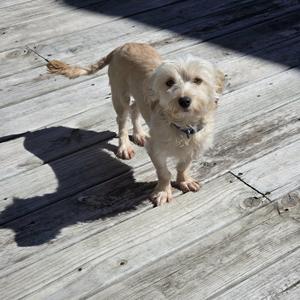 Buddy, Terrier, adult, available for adoption