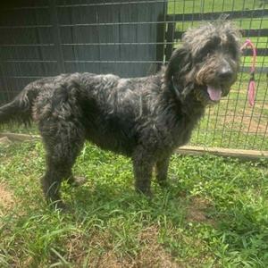 Jewels, Labradoodle, adult, available for adoption