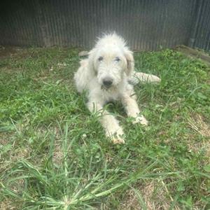 A fluffy white dog with a shaggy coat lying on green grass.