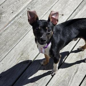 Stallone, Chihuahua, young, available for adoption