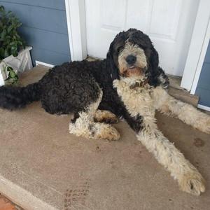 A black and white dog with curly fur lying on a porch.