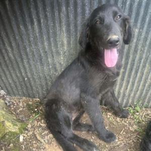 black dog sitting in front of a corrugated metal wall
