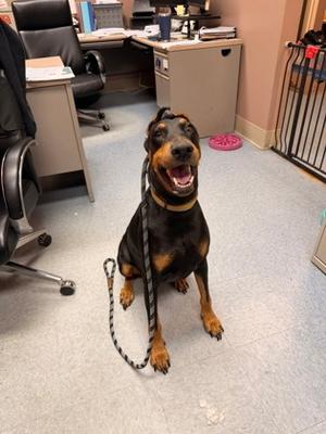 Alexa, Doberman Pinscher Mix, adult, available for adoption