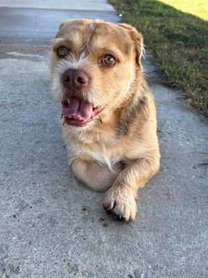 A brown and white dog with floppy ears and a happy expression, lying on a concrete surface.