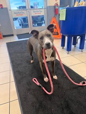 Meadow, Pit Bull Terrier Mix, young, available for adoption