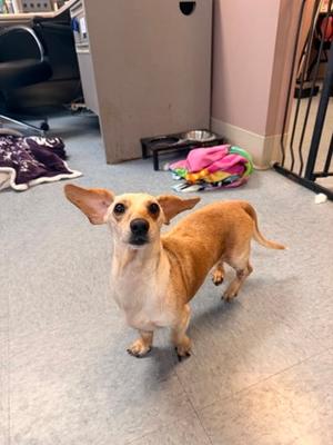 George, Dachshund Mix, adult, available for adoption