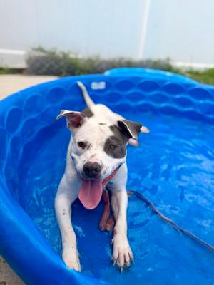 Hope, Pit Bull Terrier Mix, young, available for adoption