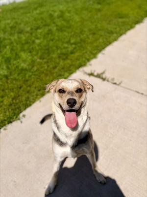 Marley, Mixed Breed, young, available for adoption
