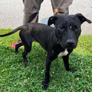 "Phang", Terrier, Pit Bull, adult, available for adoption