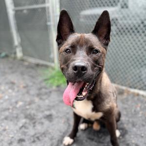 A brown and black dog with a white chest and paws, sitting on a gravel surface with its tongue out, in front of a chain-link fence.