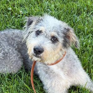 Bear, Terrier, Soft Coated Wheaten, adult, available for adoption