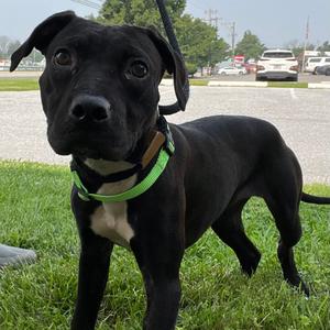 "Phantom", Terrier, Pit Bull, adult, available for adoption